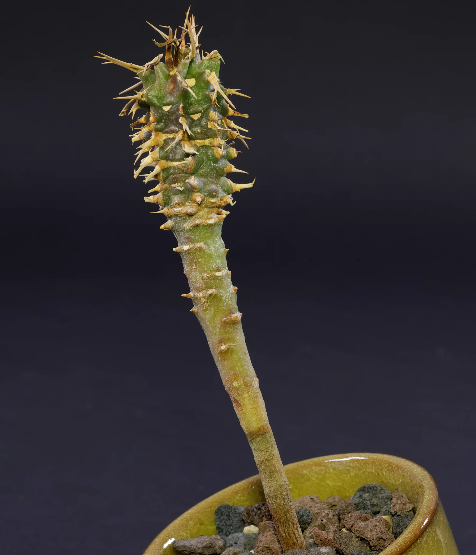 Euphorbia viguieri var. capuroniana