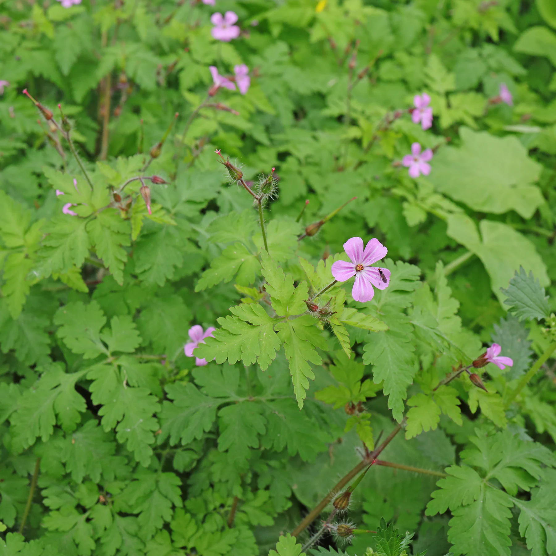 Géranium Herbe à Robert Geranium robertianum