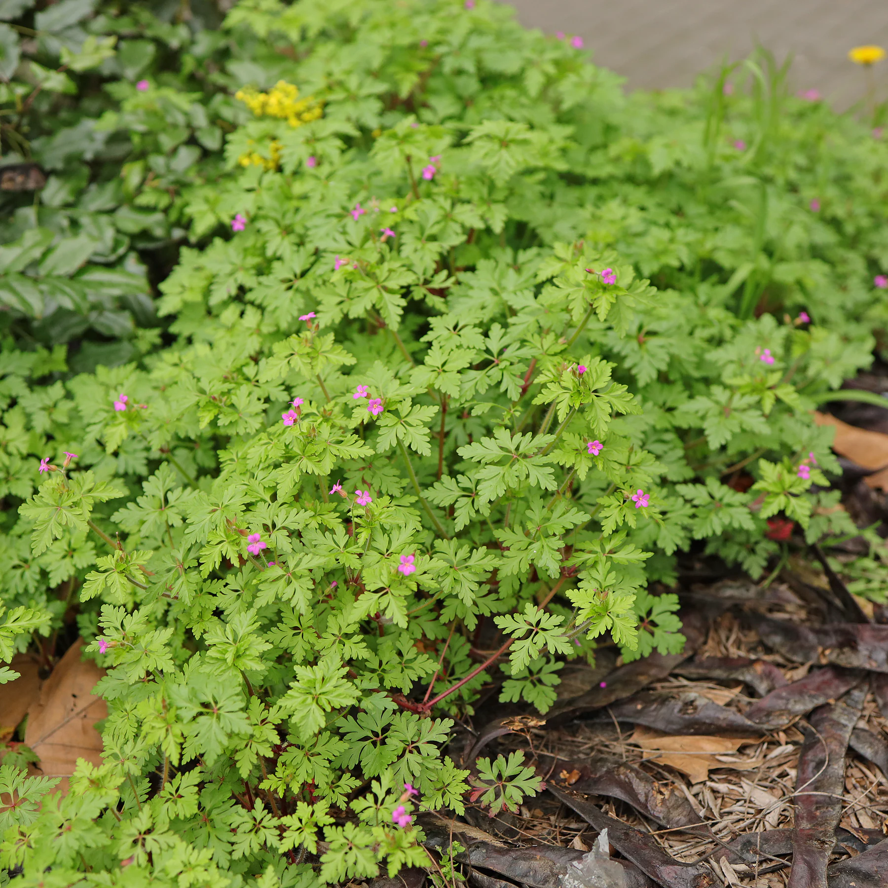 Géranium pourpré Geranium purpureum