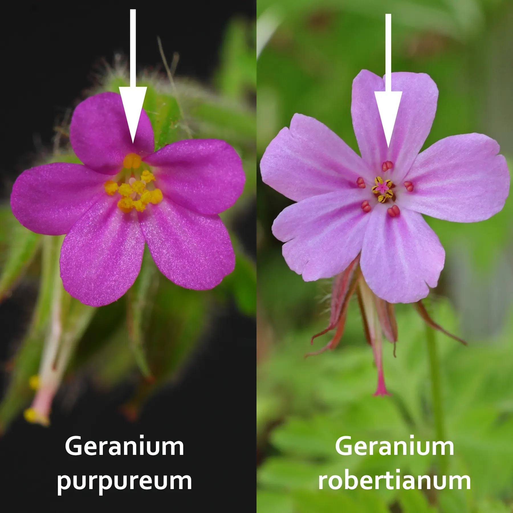Geranium purpureum vs. Geranium robertianum