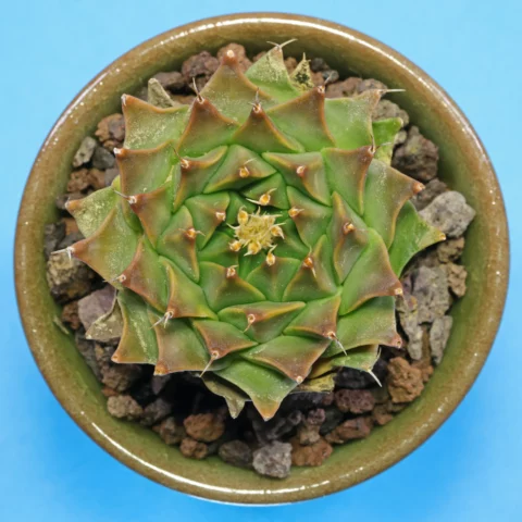 Obregonia denegrii