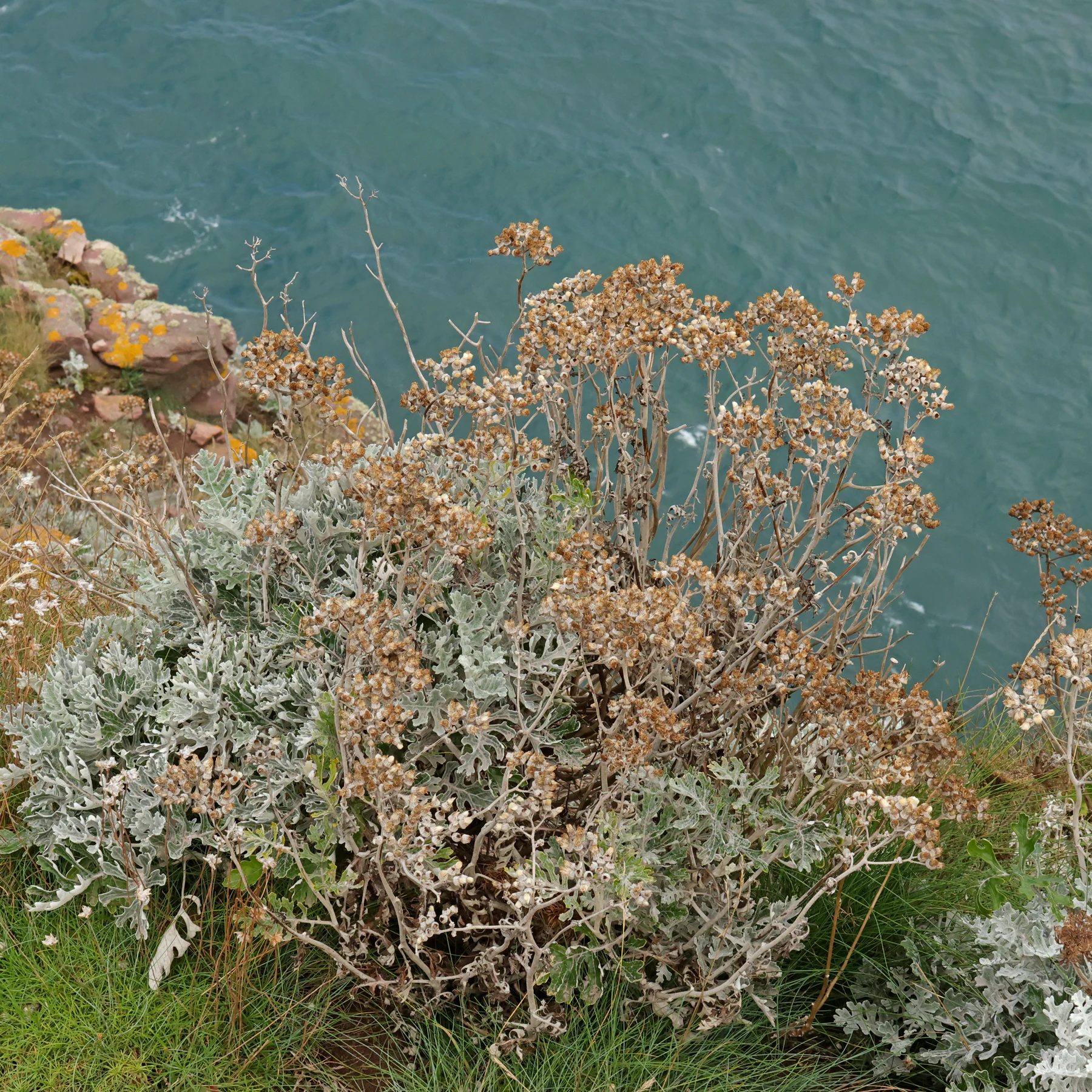 Jacobaea maritima