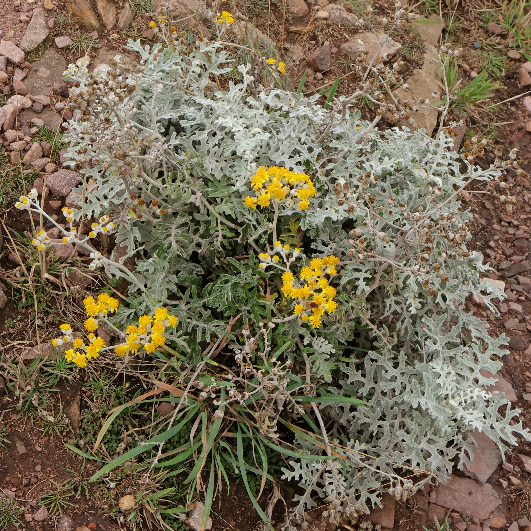 Jacobaea maritima