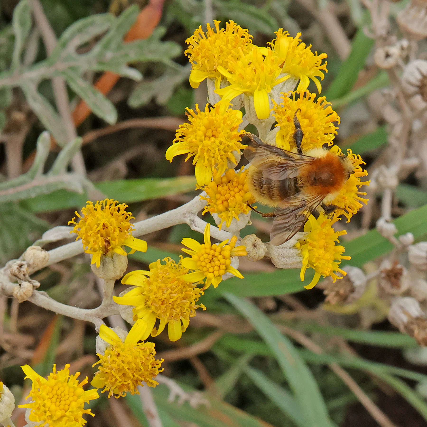 Jacobaea maritima