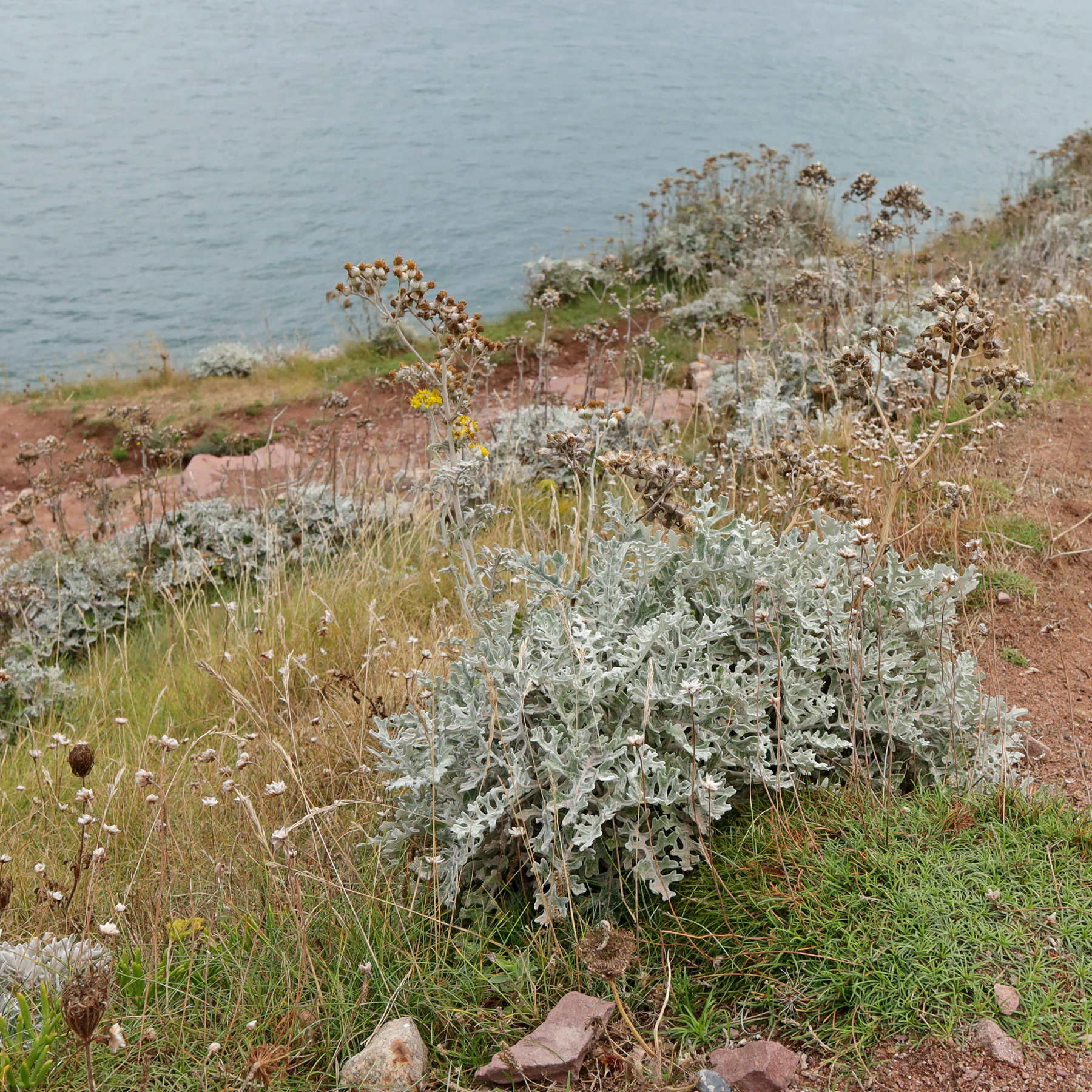 Jacobaea maritima
