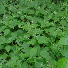 Circaea lutetiana Circaée de Paris