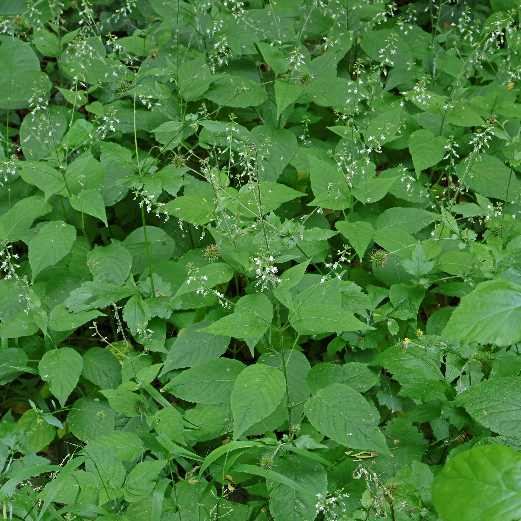 Circaea lutetiana Circaée de Paris