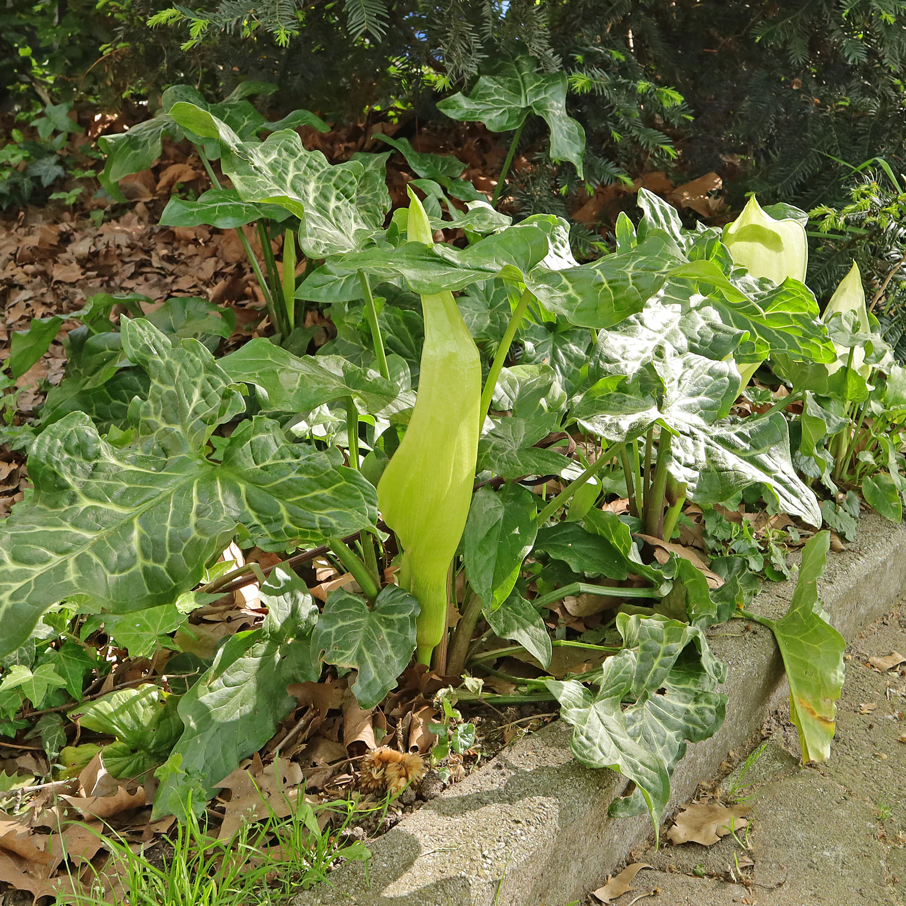 Arum d'Italie