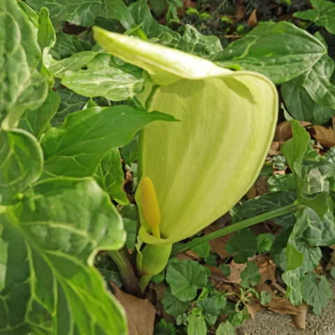 Arum italicum