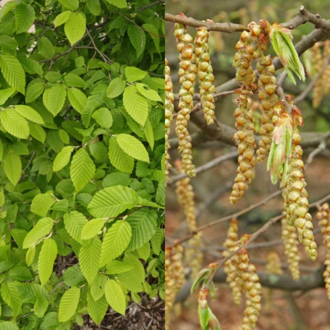 Carpinus betulus