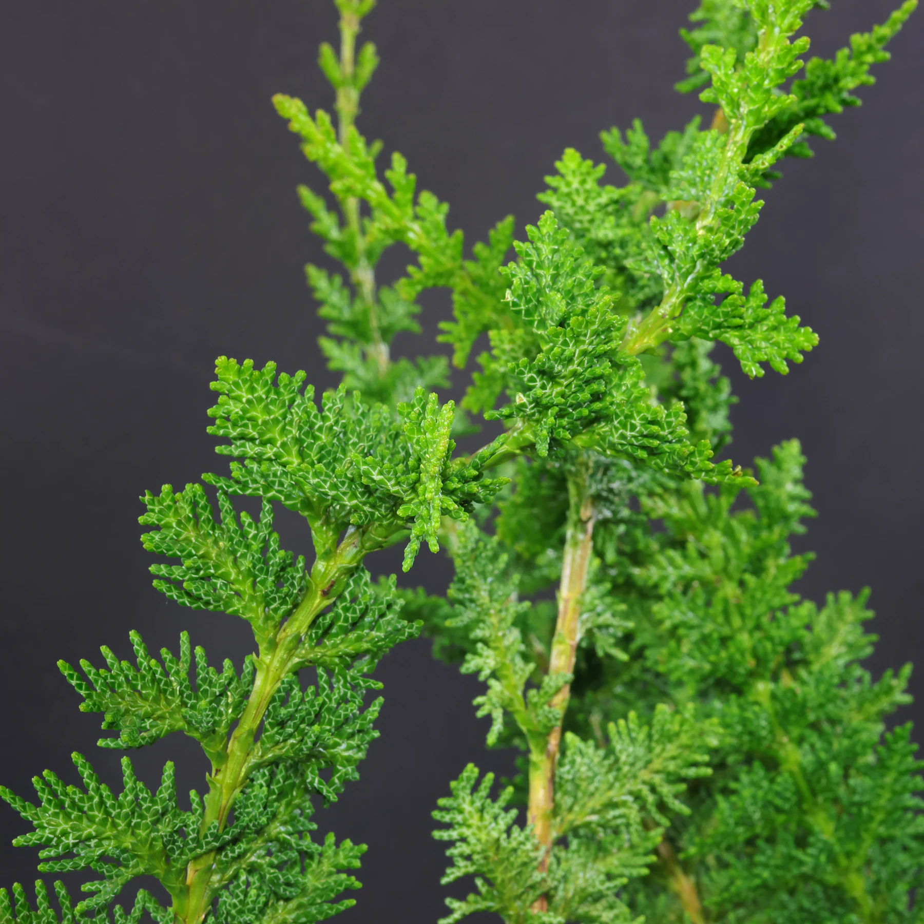 Chamaecyparis obtusa Teddy Bear