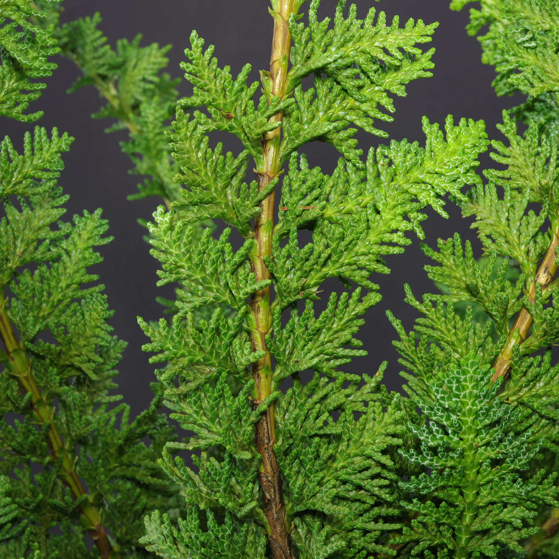 Chamaecyparis obtusa Teddy Bear
