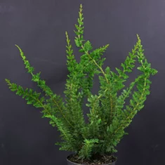 Chamaecyparis obtusa Teddy Bear
