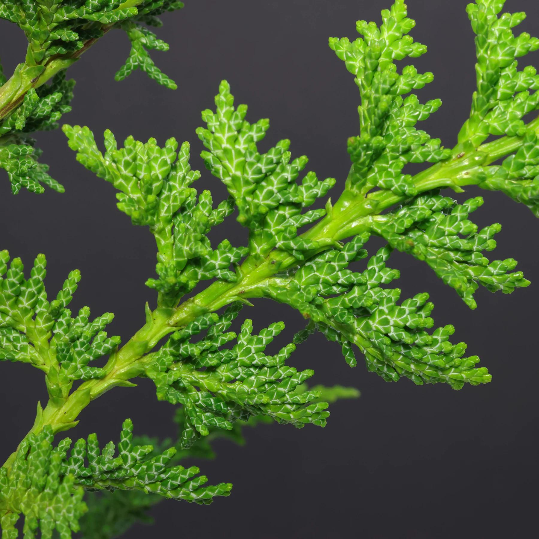 Chamaecyparis obtusa Teddy Bear