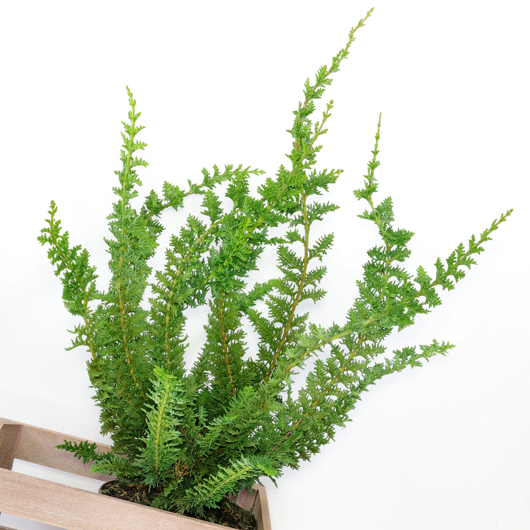 Chamaecyparis obtusa Teddy Bear