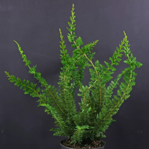 Chamaecyparis obtusa Teddy Bear