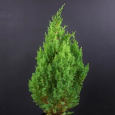 Juniperus chinensis Stricta