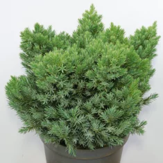 Juniperus squamata Blue Star