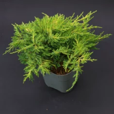 Juniperus × pfitzeriana Golden Saucer