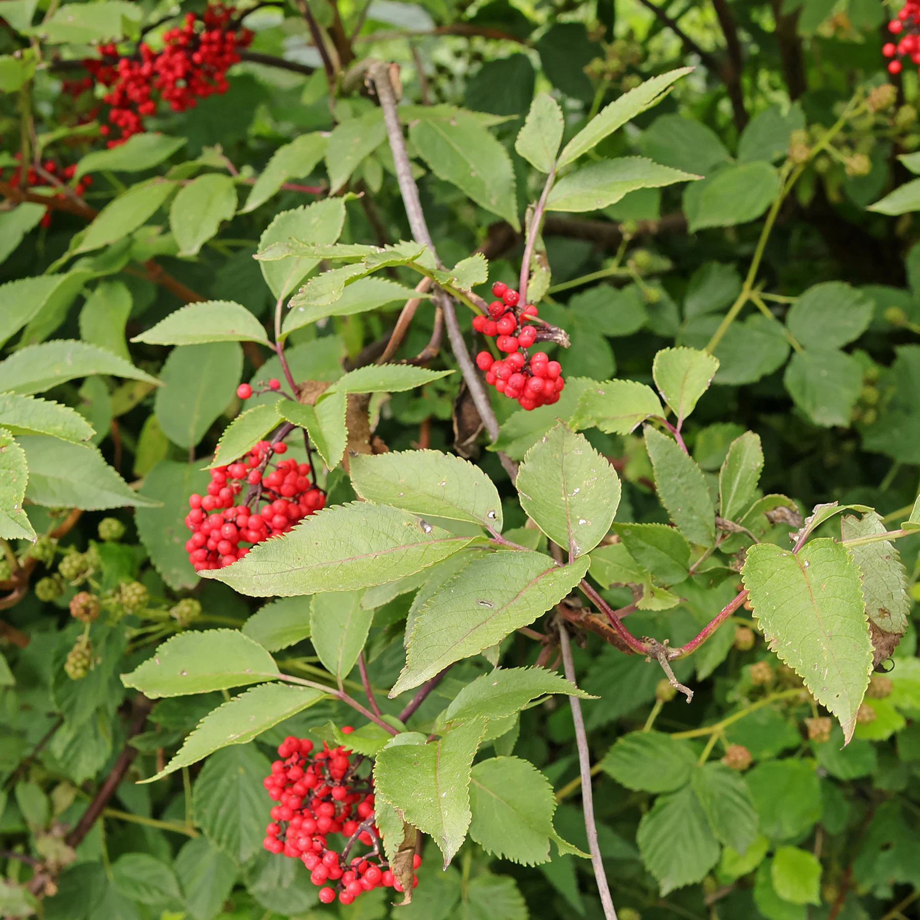 Sambucus racemosa