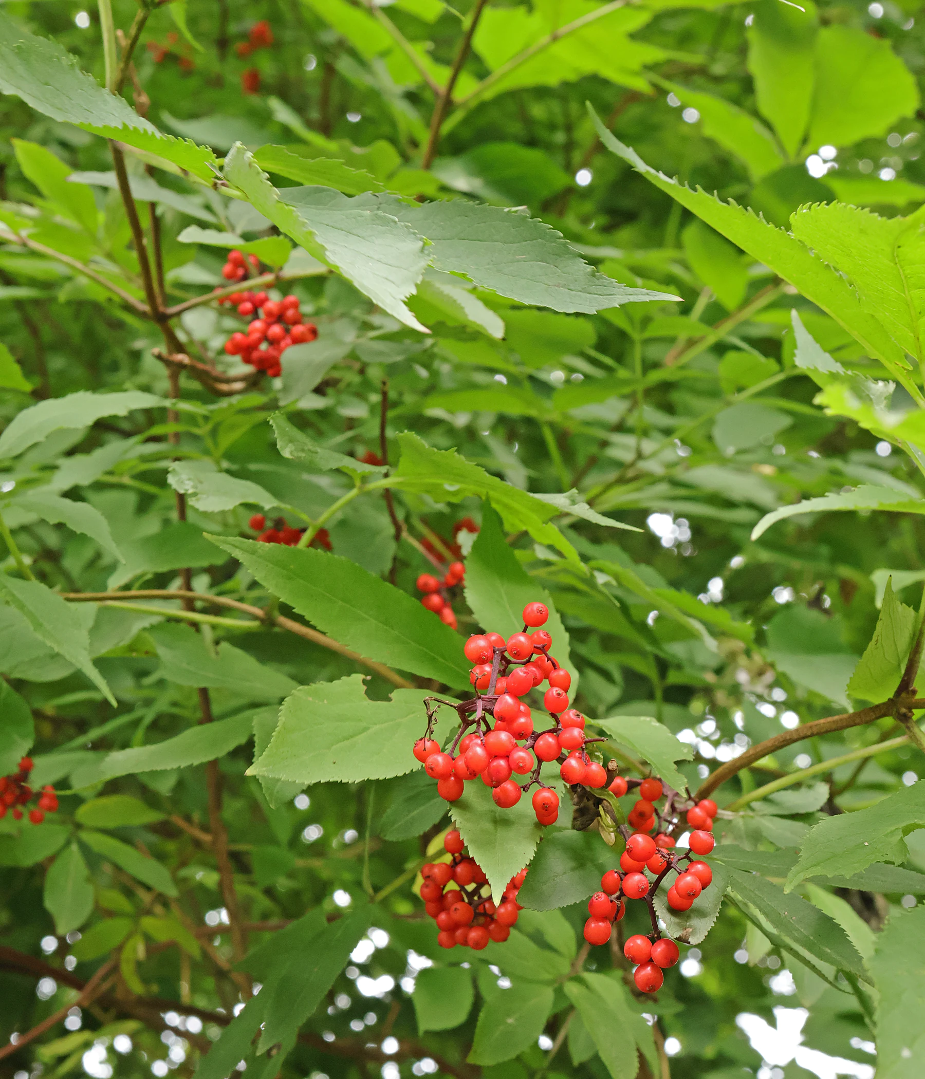 Sureau de montagne Sambucus racemosa