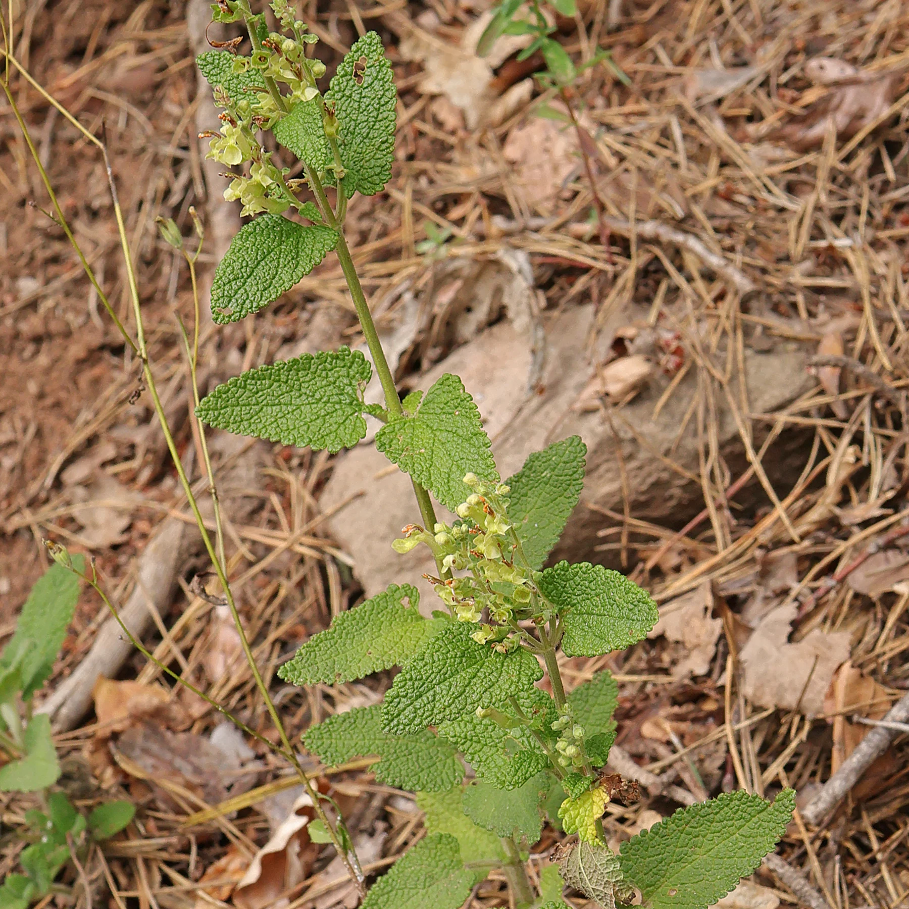 Teucrium scorodonia