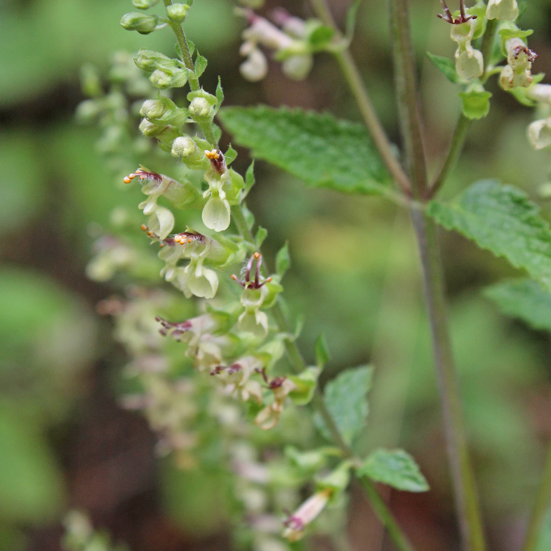 Teucrium scorodonia