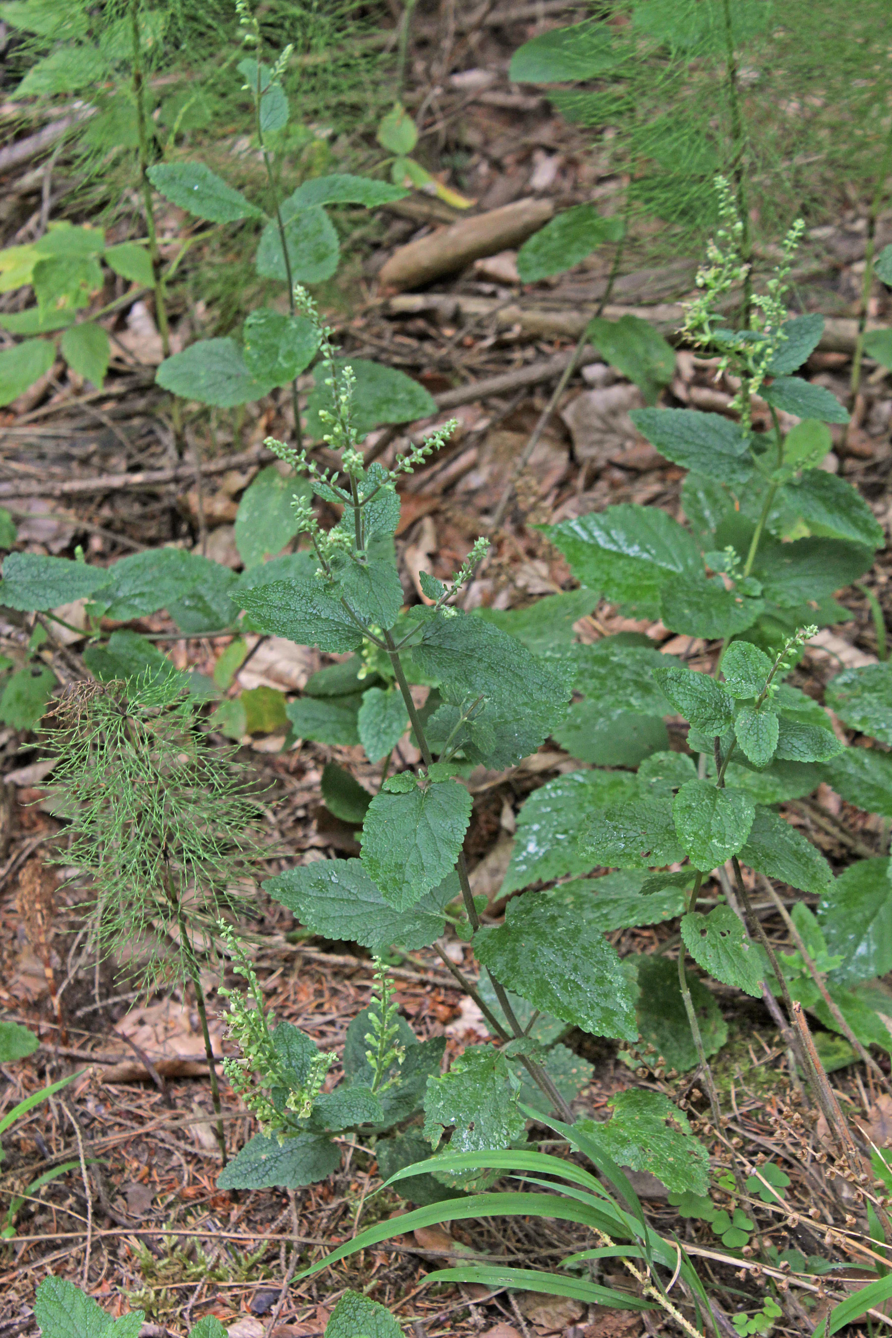 Teucrium scorodonia