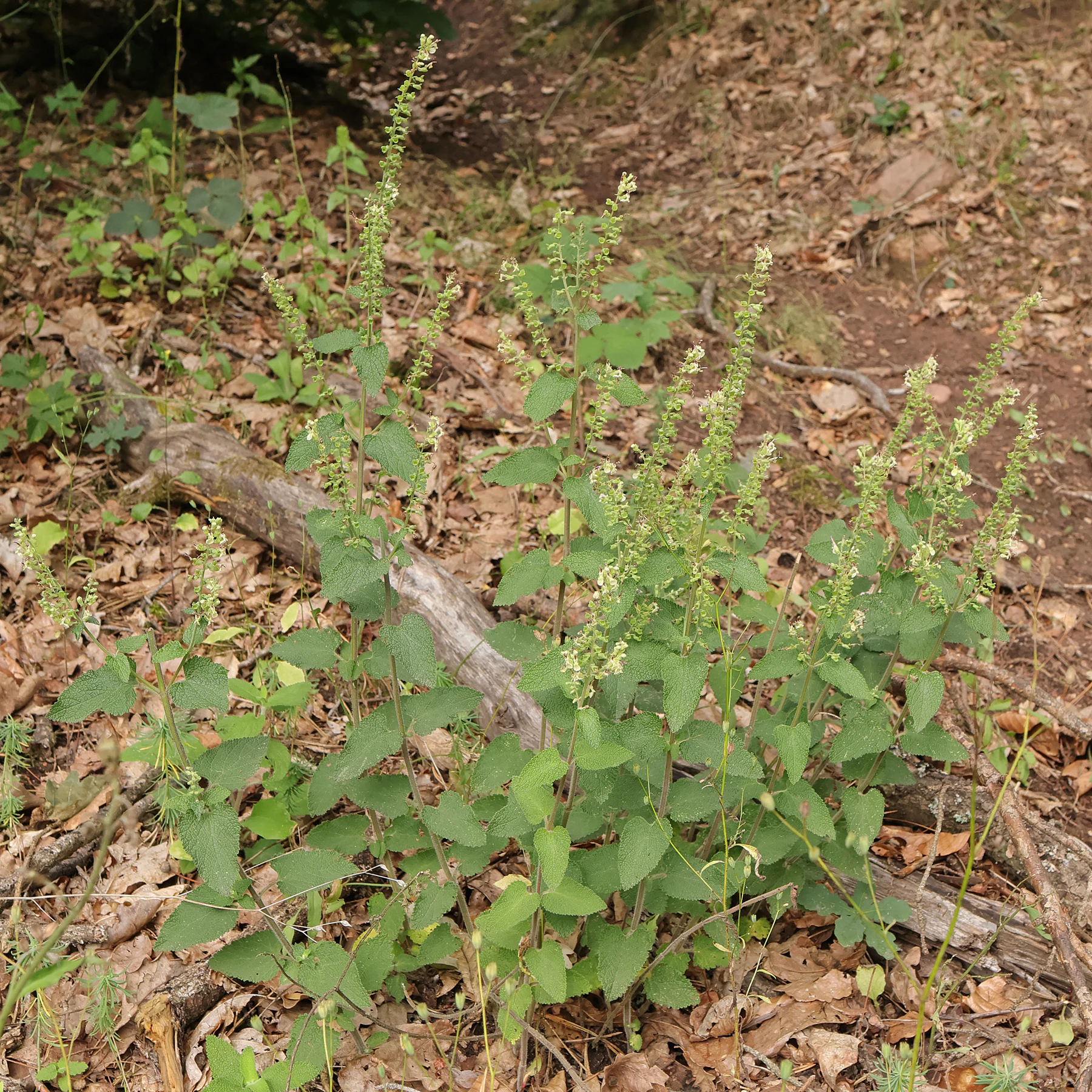 Teucrium scorodonia