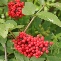 baies Sambucus racemosa