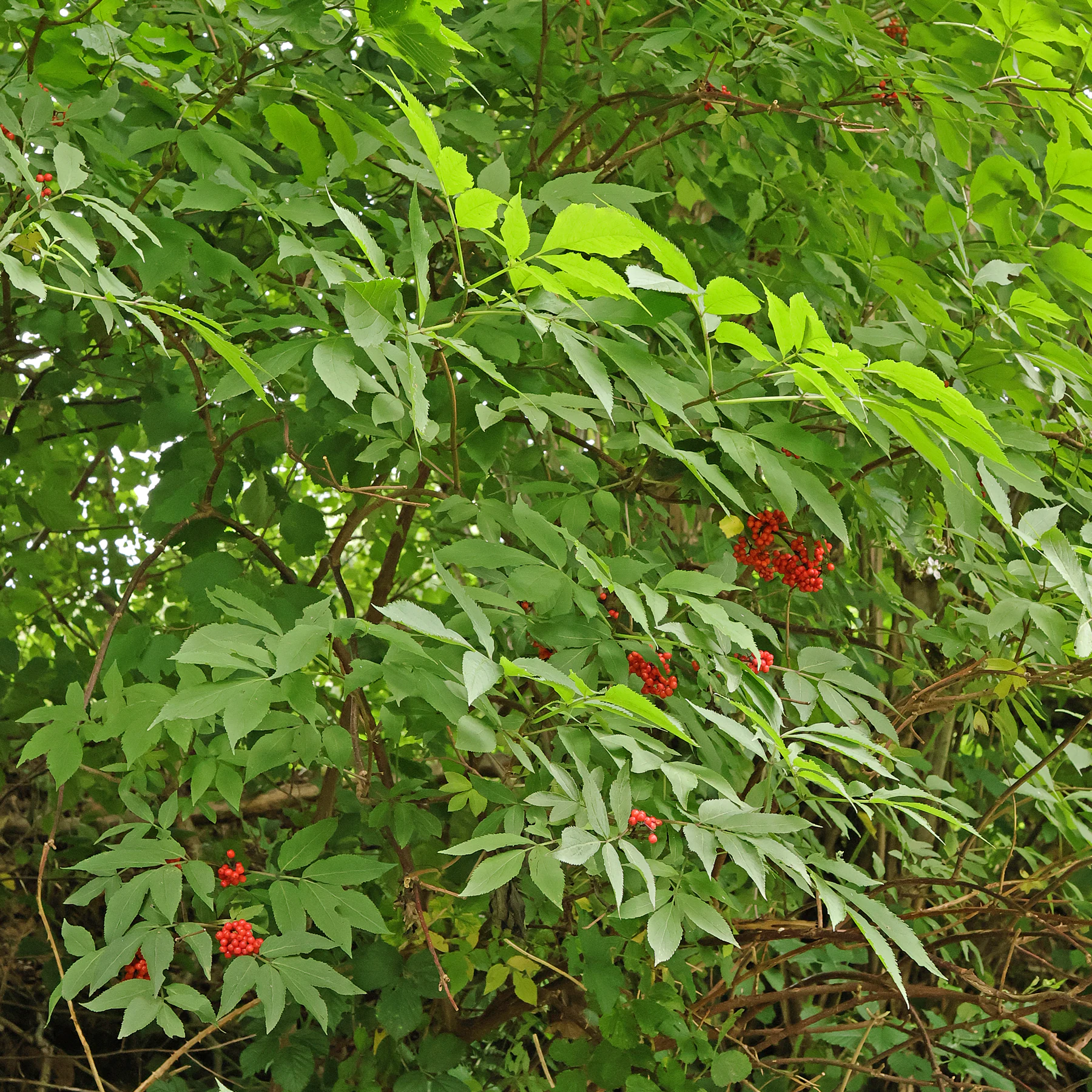 feuilles Sambucus racemosa