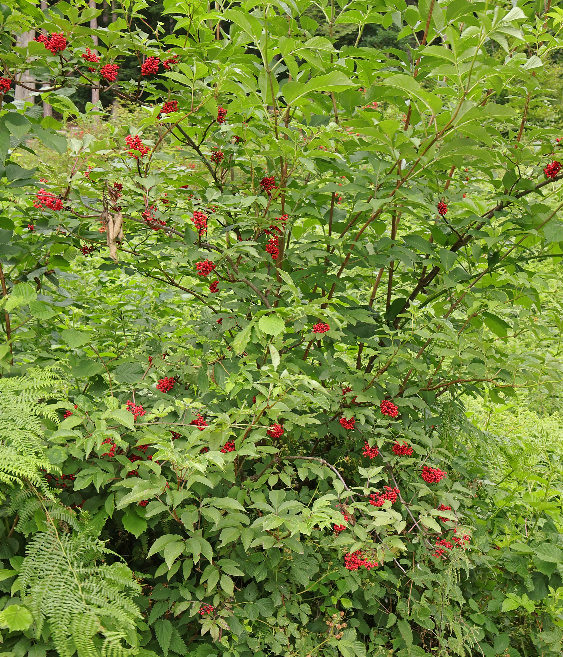 habitus Sambucus racemosa