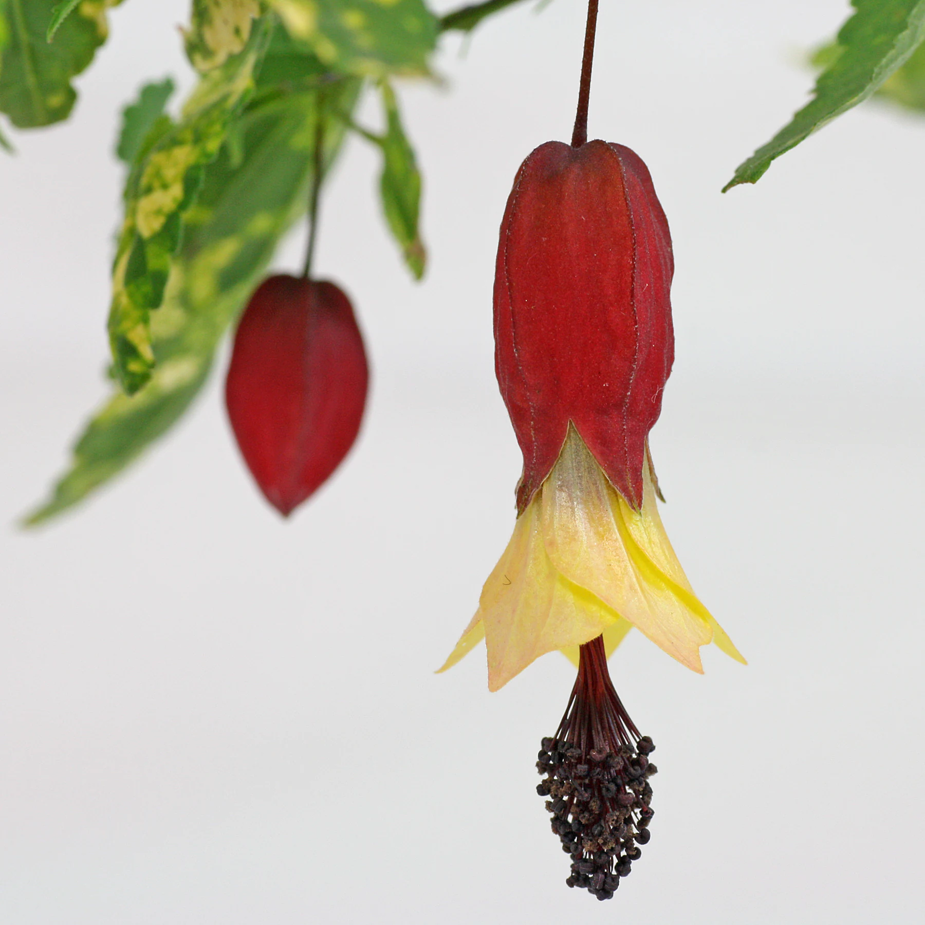 Abutilon megapotamicum