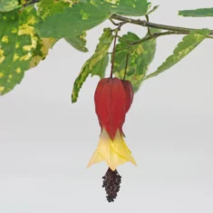 Abutilon megapotamicum