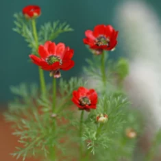 Adonis aestivalis