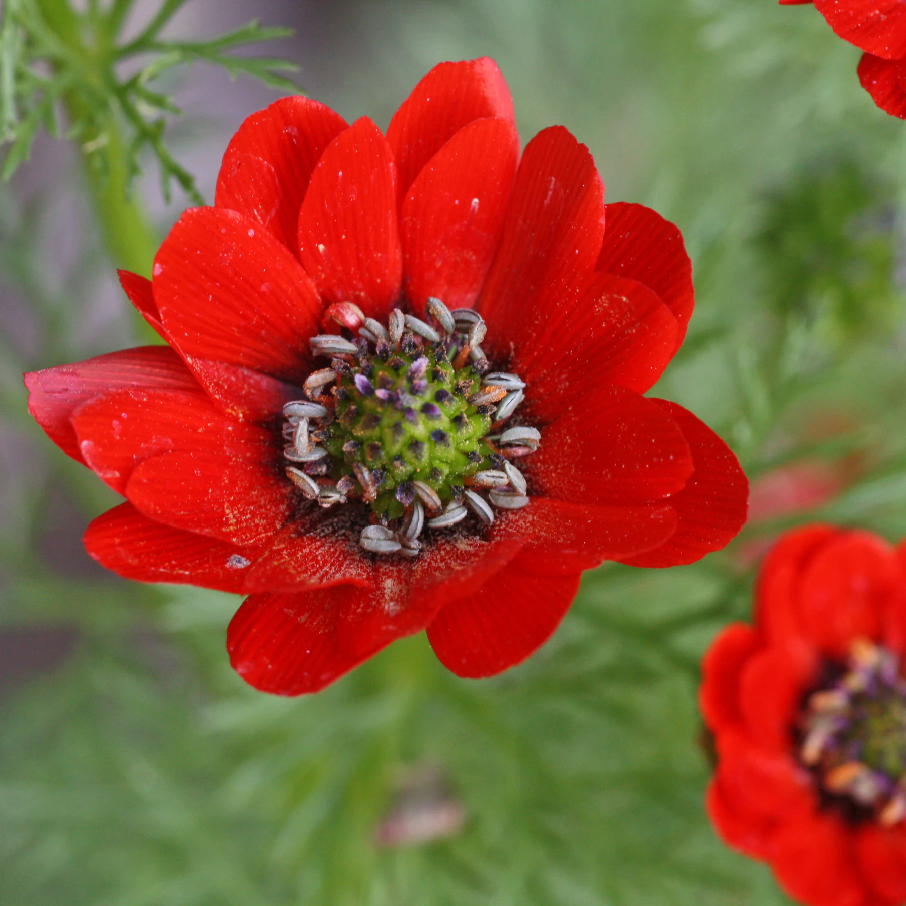 Adonis aestivalis