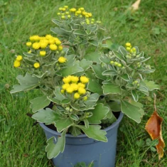 Ajania pacifica