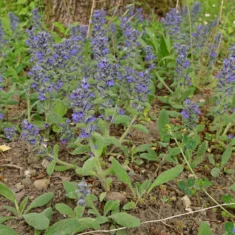 Ajuga genevensis
