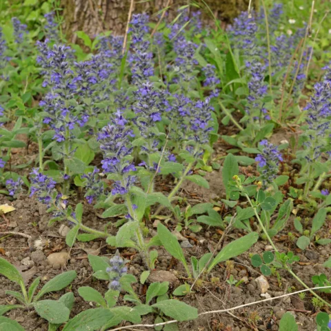 Ajuga genevensis