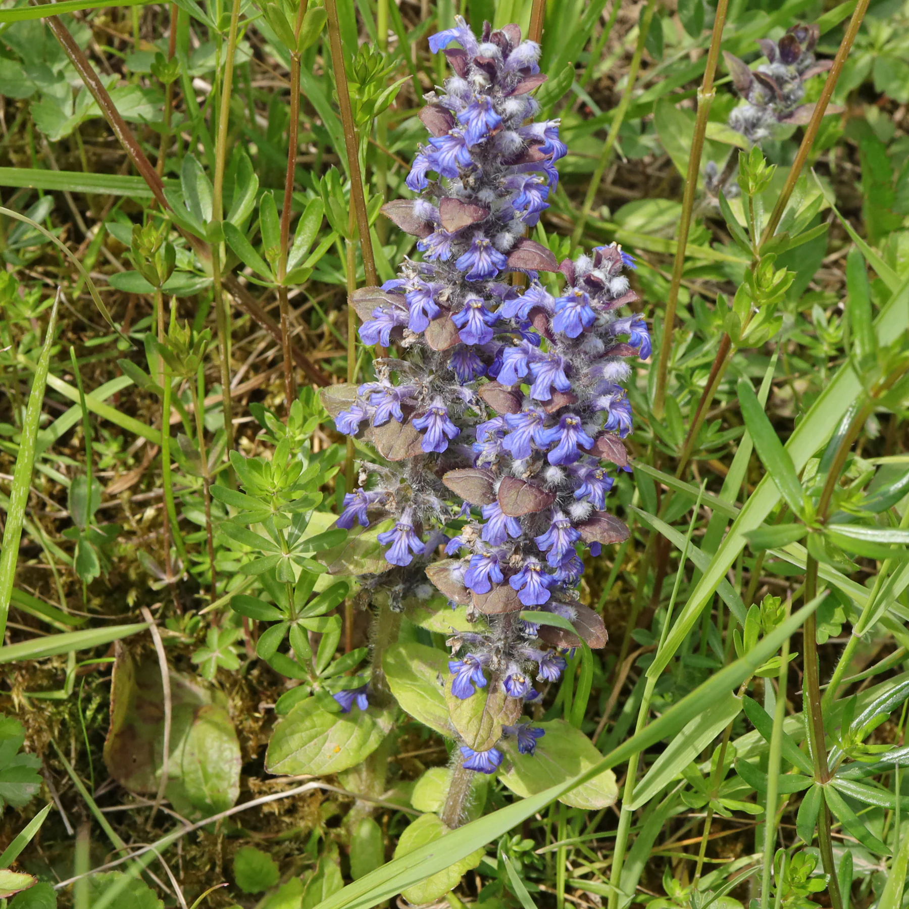 Ajuga reptans