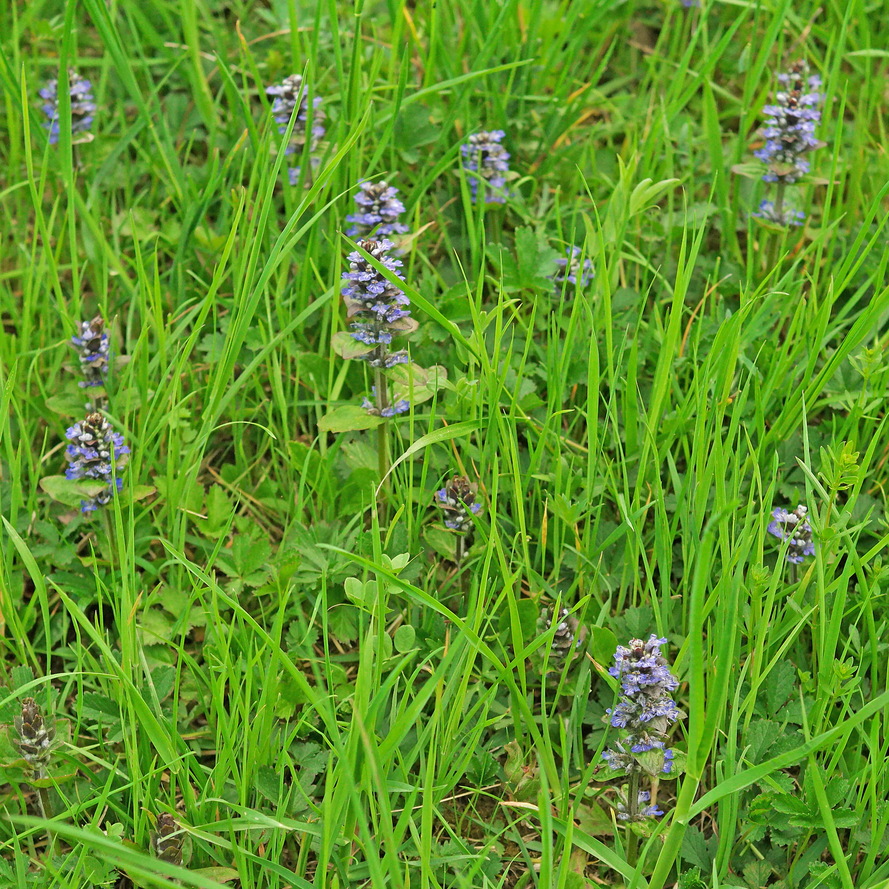 Ajuga reptans