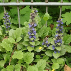 Ajuga reptans