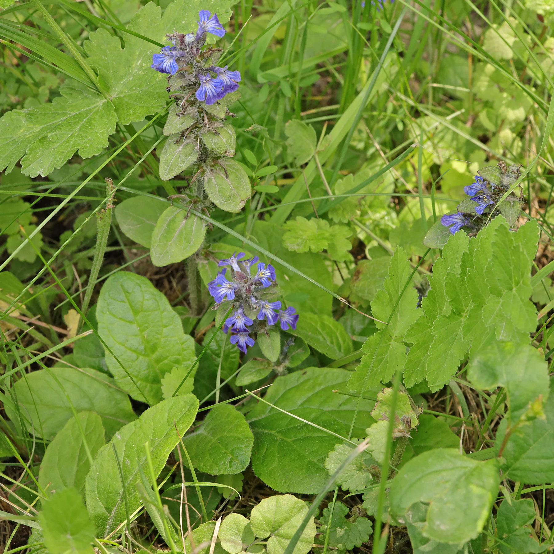 Ajuga reptans