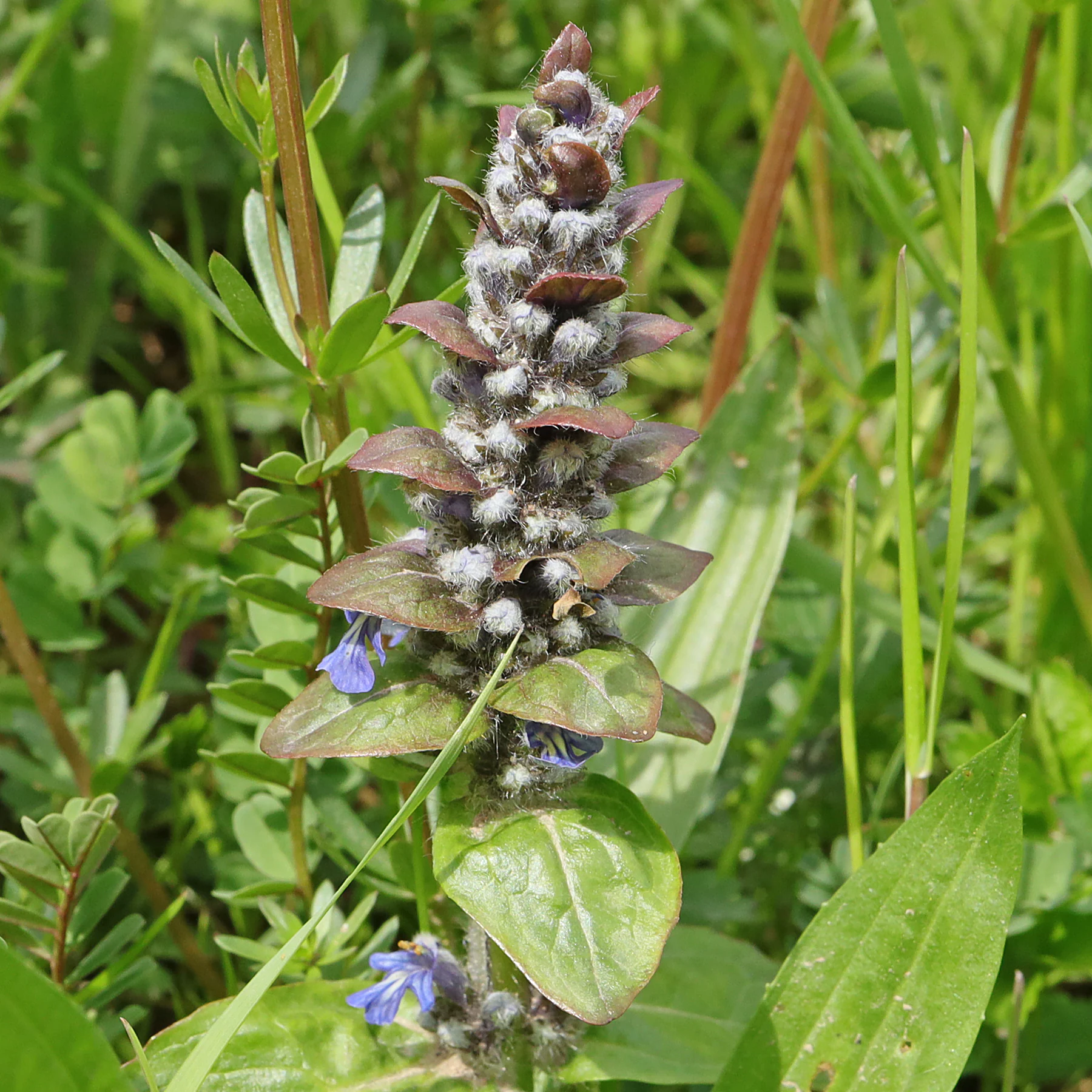 Ajuga reptans