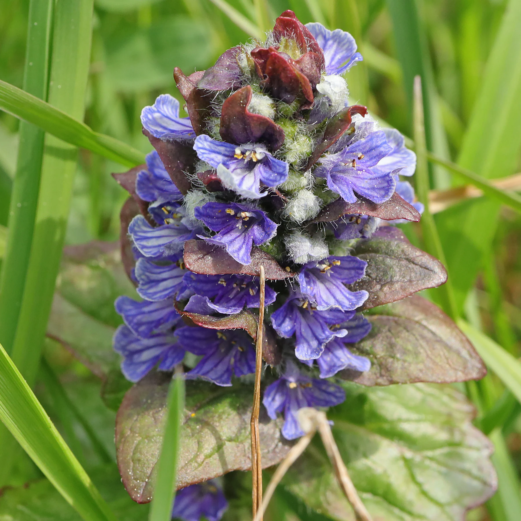 Ajuga reptans