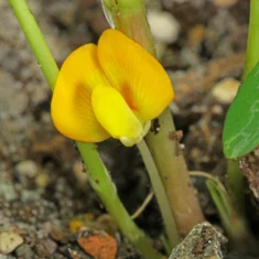 Arachis hypogaea