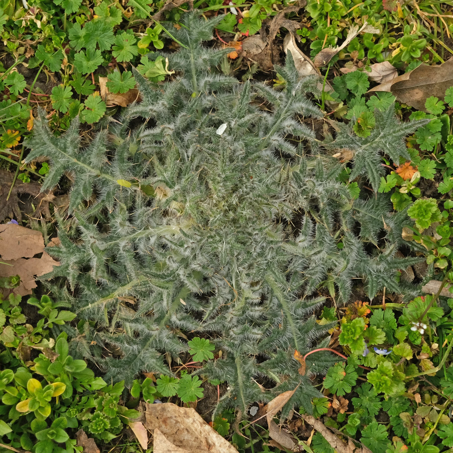 Cirsium vulgare dans le gazon
