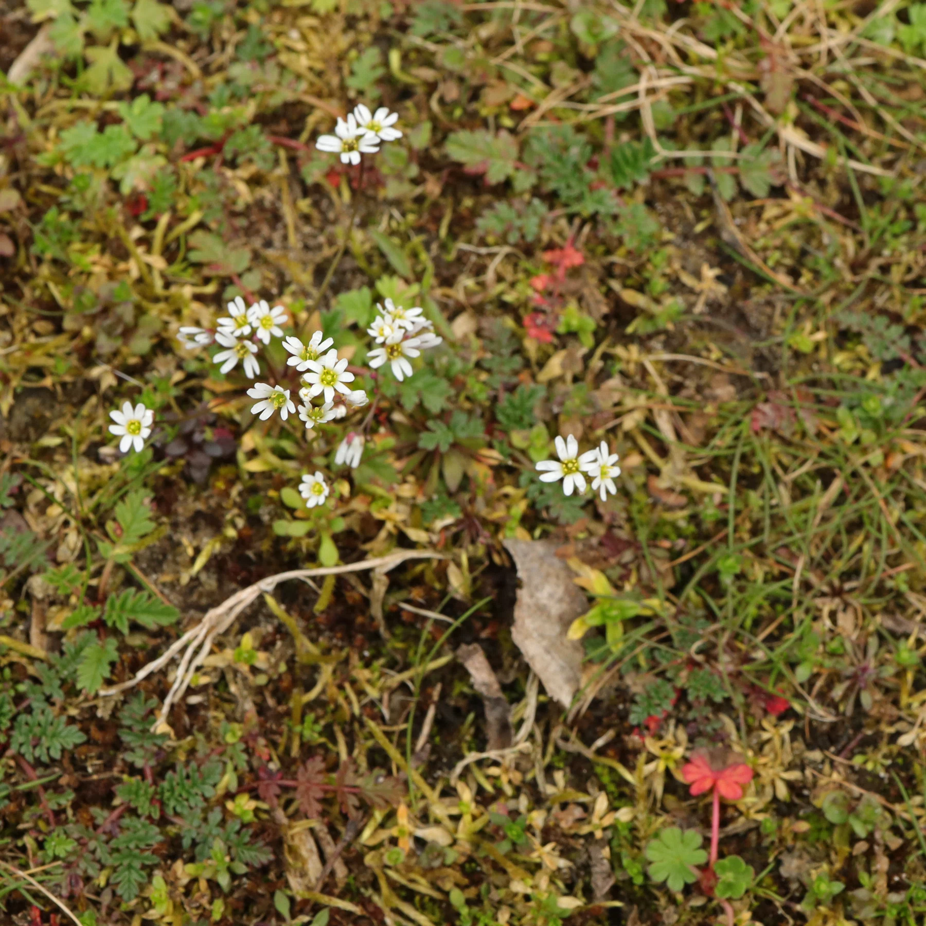 Draba verna dans le gazon