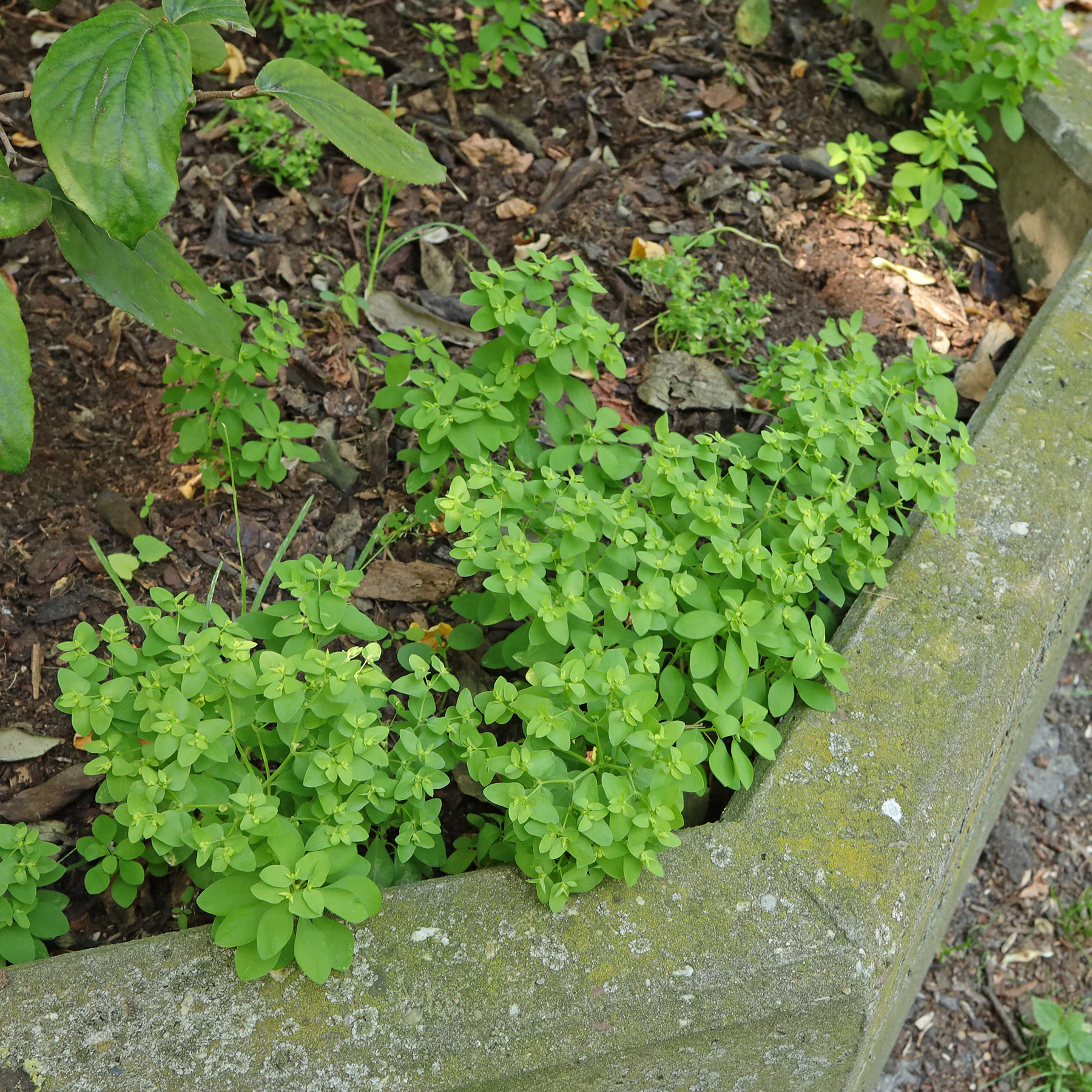 Ésule ronde Euphorbia peplus