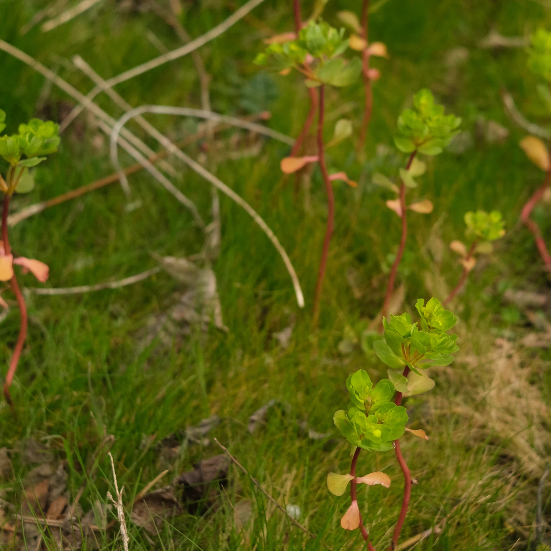 Euphorbia helioscopia dans le gazon